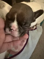 5 week old pup , a male French Bulldog for sale in Salem, OR – Photo 3 of 4