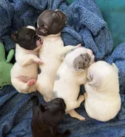 5 week old pup , a male French Bulldog for sale in Salem, OR – Photo 4 of 4