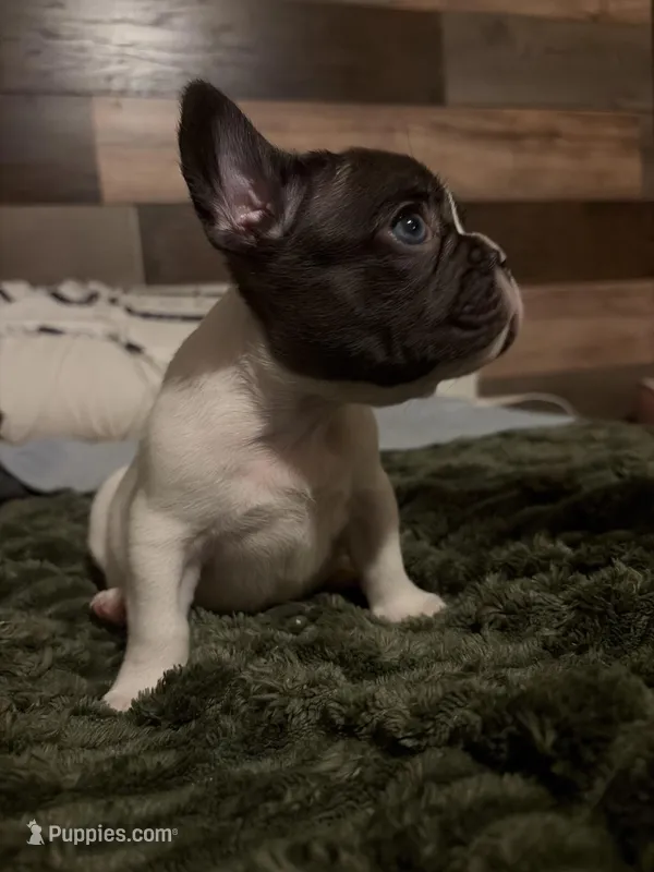 6 week old pup  – French Bulldog puppy for sale in Salem, OR