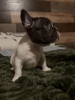 6 week old pup , a male French Bulldog for sale in Salem, OR – 1 of 5