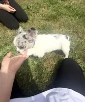 Fluffy, a male French Bulldog for sale in Salem, OR – 7 of 8