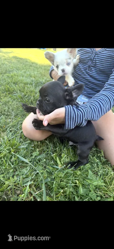 Mister  – French Bulldog puppy for sale in Salem, OR