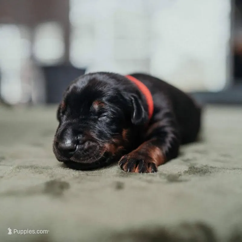 Titan Bones Vanguard Defender  – Doberman Pinscher puppy for sale in Atlanta, GA