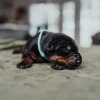 Titan Bones Goliath The Bone Crusher, a male Doberman Pinscher for sale in Atlanta, GA – Photo 2 of 3