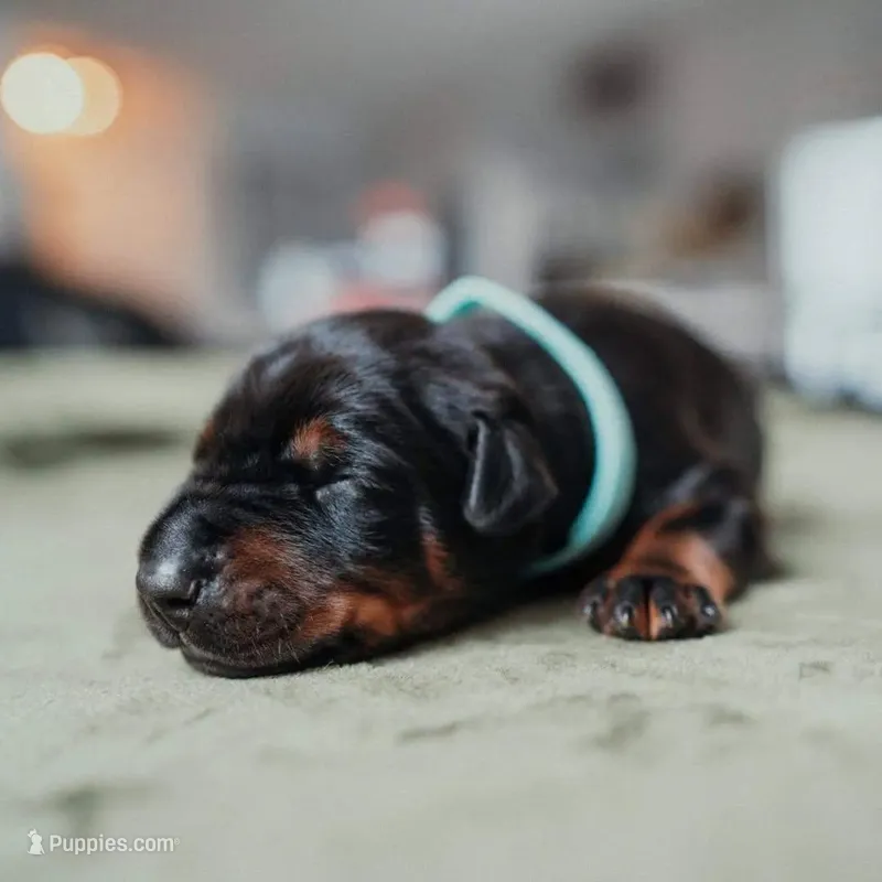 Titan Bones Goliath The Bone Crusher – Doberman Pinscher puppy for sale in Atlanta, GA