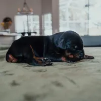 Titan Bones Shadow Nyx, a female Doberman Pinscher for sale in Atlanta, GA – Photo 1 of 4