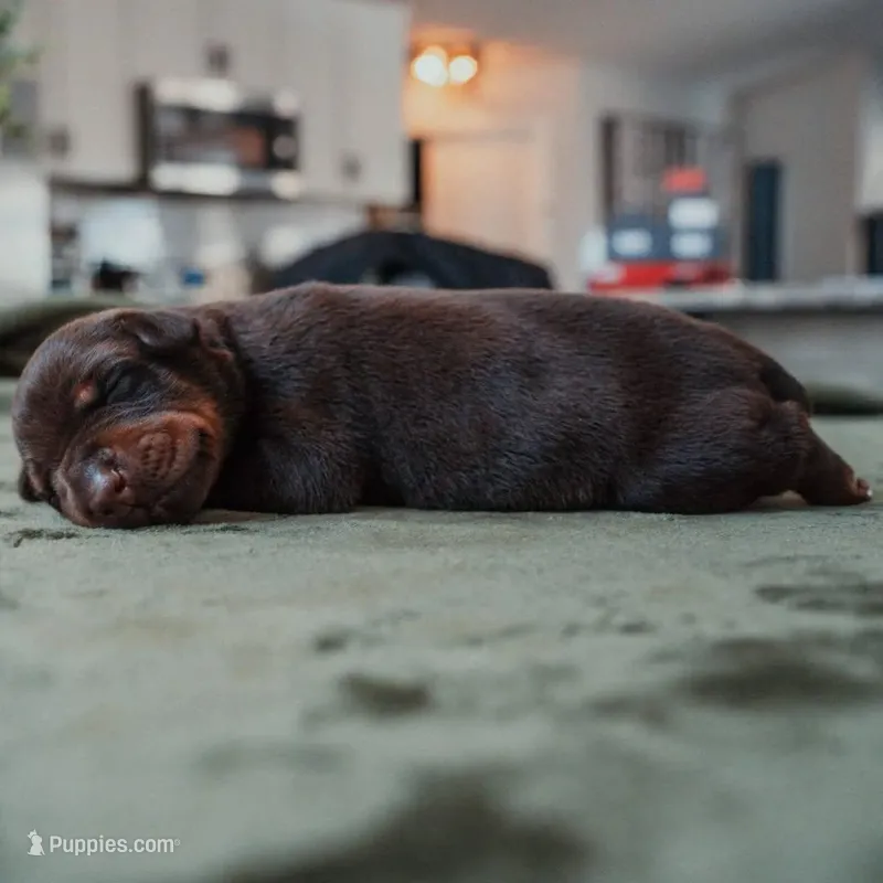 Titan Bones Obisidan Blade – Doberman Pinscher puppy for sale in Atlanta, GA