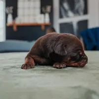 Titan Bones Obisidan Blade, a male Doberman Pinscher for sale in Atlanta, GA – Photo 2 of 4