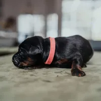 Tîtan-Bones Royal Majesty, a female Doberman Pinscher for sale in Atlanta, GA – Photo 1 of 3