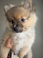 Sissy, a female Pomeranian for sale in Midlothian, TX – 2 of 5