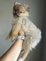 Sissy, a female Pomeranian for sale in Midlothian, TX – 3 of 5