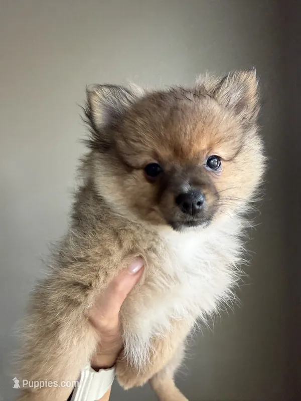 Sissy – Pomeranian puppy for sale in Midlothian, TX
