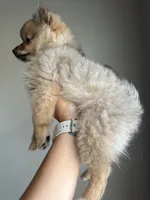 Sissy, a female Pomeranian for sale in Midlothian, TX – 4 of 5