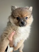 Sissy, a female Pomeranian for sale in Midlothian, TX – 5 of 5
