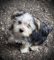 Ranger, a male Yorkshire Terrier for sale in Norco, CA – 3 of 4