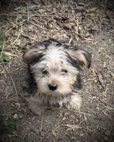Ranger, a male Yorkshire Terrier for sale in Norco, CA – 4 of 4