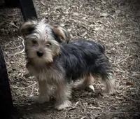 Ranger, a male Yorkshire Terrier for sale in Norco, CA – 2 of 4