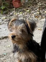Booger, a male Yorkshire Terrier for sale in Norco, CA – 4 of 6