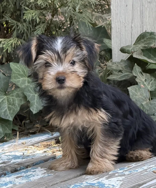 Jasmine  – Yorkshire Terrier puppy for sale in Norco, CA