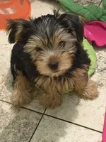 Jasmine , a female Yorkshire Terrier for sale in Norco, CA – 3 of 4