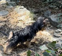 Booger, a male Yorkshire Terrier for sale in Norco, CA – 3 of 6