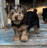 Jasmine , a female Yorkshire Terrier for sale in Norco, CA – 4 of 4