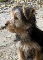 Booger, a male Yorkshire Terrier for sale in Norco, CA – 1 of 6