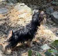 Booger, a male Yorkshire Terrier for sale in Norco, CA – 6 of 6