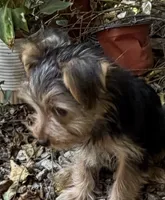 Booger, a male Yorkshire Terrier for sale in Norco, CA – 5 of 6