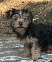 Jasmine , a female Yorkshire Terrier for sale in Norco, CA – 2 of 4
