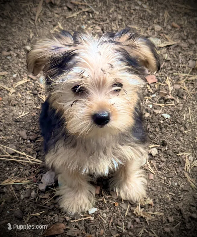 Ranger – Yorkshire Terrier puppy for sale in Norco, CA