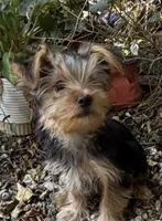 Booger, a male Yorkshire Terrier for sale in Norco, CA – 2 of 6