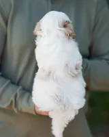 Pilot, a male Shihpoo for sale in Thatcher, AZ – 7 of 10