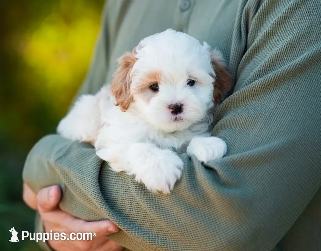 Pilot, a male Shihpoo for sale in Thatcher, AZ – 1 of 10