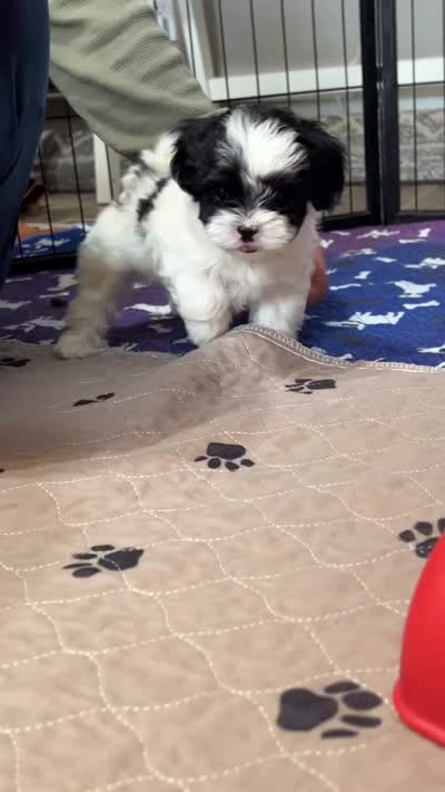 Pongo, a male Shihpoo for sale in Thatcher, AZ – 10 of 10