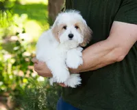 Latte, a female Cavapoo for sale in Thatcher, AZ – 3 of 8