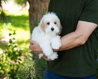 Latte, a female Cavapoo for sale in Thatcher, AZ – 8 of 8