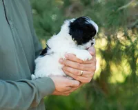 Pongo, a male Shihpoo for sale in Thatcher, AZ – 9 of 10