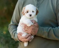 Pilot, a male Shihpoo for sale in Thatcher, AZ – 4 of 10