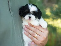Pongo, a male Shihpoo for sale in Thatcher, AZ – 3 of 10