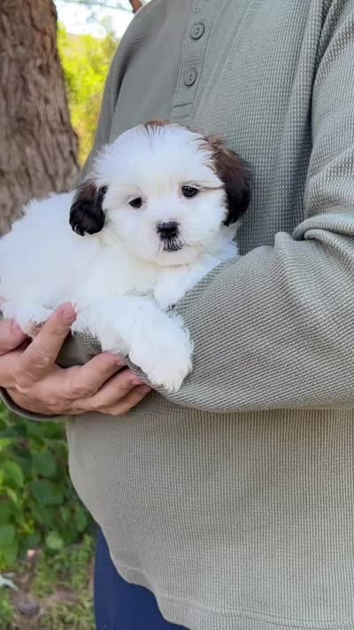 Pippa, a female Shihpoo for sale in Thatcher, AZ – 10 of 10