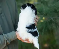 Pongo, a male Shihpoo for sale in Thatcher, AZ – 7 of 10