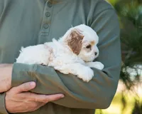 Pilot, a male Shihpoo for sale in Thatcher, AZ – 5 of 10