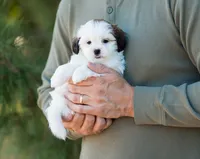 Pippa, a female Shihpoo for sale in Thatcher, AZ – 5 of 10