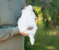 Pippa, a female Shihpoo for sale in Thatcher, AZ – 7 of 10