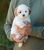 Pilot, a male Shihpoo for sale in Thatcher, AZ – 8 of 10