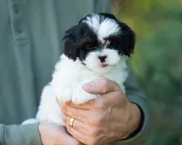 Pongo, a male Shihpoo for sale in Thatcher, AZ – 6 of 10
