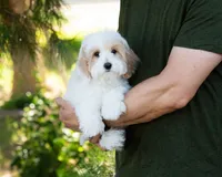 Latte, a female Cavapoo for sale in Thatcher, AZ – 6 of 8