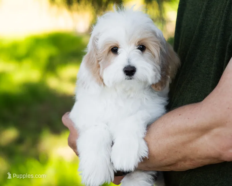 Latte – Cavapoo puppy for sale in Thatcher, AZ