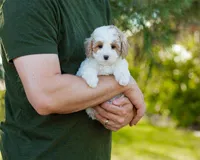 Brioche, a male Cavapoo for sale in Thatcher, AZ – 8 of 10